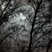 img_36911 thumbnail