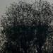 DSC_7032 thumbnail
